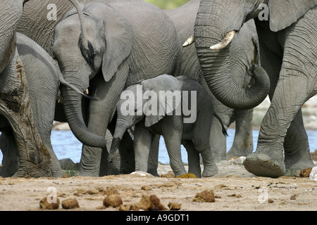 Elefante africano (Loxodonta africana), capretti elefante in sicurezza della mandria, Namibia, Ovamboland, Etosha NP Foto Stock