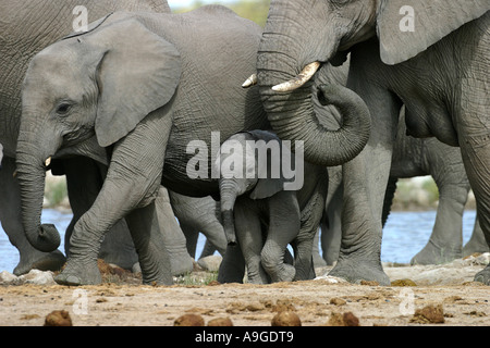 Elefante africano (Loxodonta africana), capretti elefante in sicurezza della mandria, Namibia, Ovamboland, Etosha NP Foto Stock