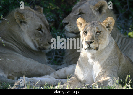 Lion (Panthera leo), threee Lions, riposo, uno leonesse, due leoni maschio, Namibia, Ovamboland, Etosha NP Foto Stock