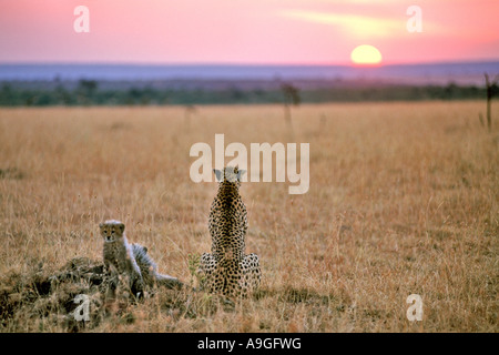 Una femmina di ghepardo (Acinonyx jubatus) con il suo cucciolo nel Masai Mara Game Reserve in Kenya all'alba. Foto Stock