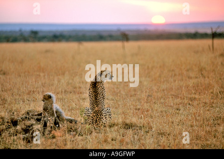 Una femmina di ghepardo (Acinonyx jubatus) con il suo cucciolo nel Masai Mara Game Reserve in Kenya all'alba. Foto Stock