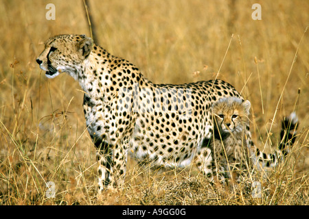 Una femmina di ghepardo (Acinonyx jubatus) con il suo cucciolo nel Masai Mara Game Reserve in Kenya. Foto Stock