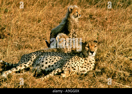 Una femmina di ghepardo (Acinonyx jubatus) con i suoi cuccioli nel Masai Mara Game Reserve in Kenya. Foto Stock