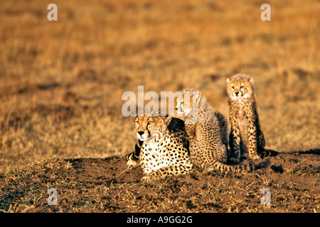 Una femmina di ghepardo (Acinonyx jubatus) con i suoi cuccioli nel Masai Mara Game Reserve in Kenya. Foto Stock