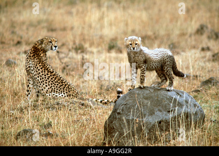 Una femmina di ghepardo (Acinonyx jubatus) con il suo cucciolo nel Masai Mara Game Reserve in Kenya. Foto Stock