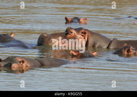 Ippopotamo o Ippona (Hippopotamus amphibius), gruppo in acqua, Sud Africa, Krueger Np Foto Stock