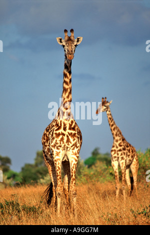 Una coppia di giraffe (Giraffa camelopardalis) nel Masai Mara Game Reserve in Kenya. Foto Stock