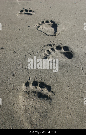 Kodiak Bear (Ursus arctos middendorfi, Ursus arctos middendorffi), orme nella sabbia, STATI UNITI D'AMERICA, Alaska Katmai NP Foto Stock