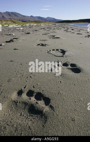 Kodiak Bear (Ursus arctos middendorfi, Ursus arctos middendorffi), orme nella sabbia, STATI UNITI D'AMERICA, Alaska Katmai NP Foto Stock