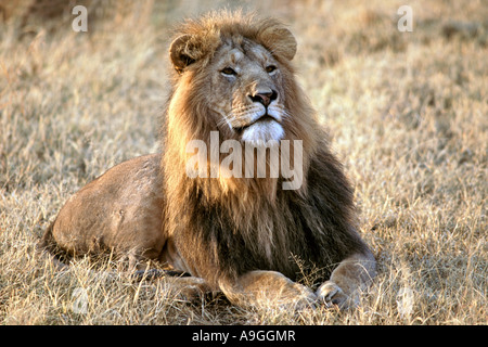 Ritratto di un maschio di leone (Panthera Leo) nel Masai Mara Game Reserve in Kenya. Foto Stock
