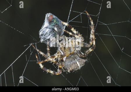 Croce orbweaver, giardino europeo spider, cross spider (Araneus diadematus), con la preda intrappolata nel web, avvolgente un fly Foto Stock