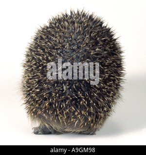 Western riccio, Europeo riccio (Erinaceus europaeus), giovani, in vista posteriore Foto Stock