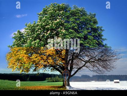 Comune di ippocastano (Aesculus hippocastanum) struttura autoportante in quattro stagioni, la composizione Foto Stock