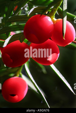 Common yew (Taxus baccata) semi maturi con red cappotto di seme (aril) Foto Stock