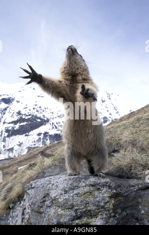 Alpine marmotta (Marmota marmota), seduti sulle zampe posteriori, proteso con zampe anteriori. Foto Stock