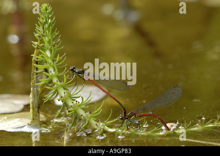 Rossi di grandi dimensioni (damselfly Pyrrhosoma nymphula), giovane, la deposizione delle uova sul mare di coda, Hippuris vulgaris, Germania nord Rhine-Westp Foto Stock