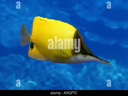 A lungo becco, butterflyfish longnose butterflyfish (Forcipiger flavissimus) Foto Stock