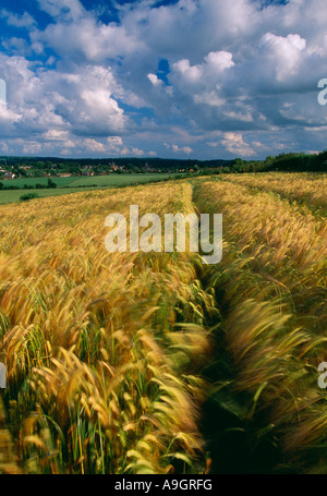 Campo di raccolto di frumento al vento Somerset England Regno Unito Foto Stock