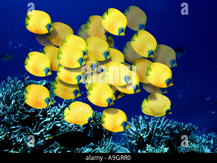 Red-rigato butterflyfish,bluecheek butterflyfish (Chaetodon semilarvatus), distribuzione: Mar Rosso Foto Stock