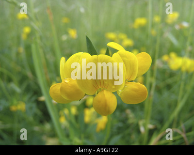 Prato peavine, meadow vetchling, giallo vetchling (Lathyrus pratensis), fioritura, Germania, giu 04. Foto Stock
