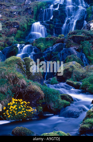 La cascata e celandines Isola di Syke Scotland Regno Unito Foto Stock