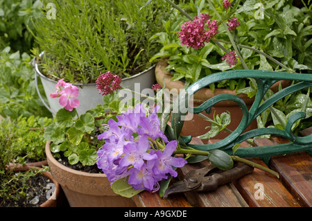 Angolo giardino a inizio estate con vasi di erbe Foto Stock