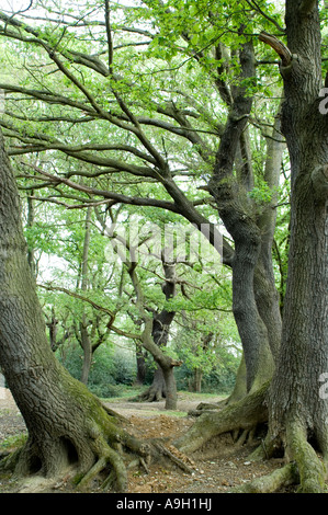 Alberi nella Foresta di Epping Essex Inghilterra 1 di 2 Foto Stock