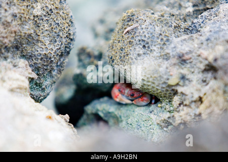 Piccolo granchio rosso che si nasconde sotto una roccia