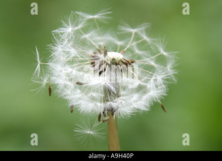 Tarassaco Teste di seme, Taraxacum officinale setta Vulgaria, Asteraceae Foto Stock