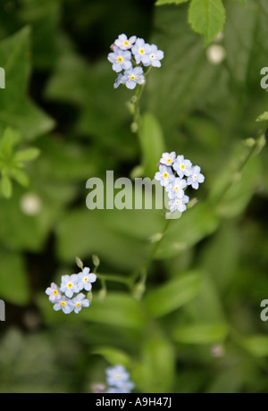 Campo Formetmenot, Myosotis arvensis, Boraginaceae Foto Stock