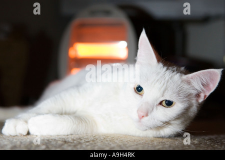 Gatto sdraiato davanti a un riscaldatore portatile Foto Stock