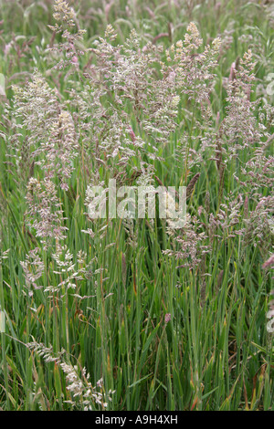 Teste di seme di erba in un prato di primavera, Hertfordshire Foto Stock