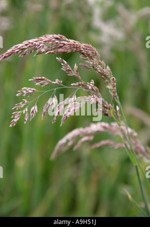 Teste di seme di erba in un prato di primavera, Hertfordshire Foto Stock