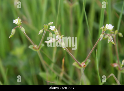 Common Mouse Ear, Cerastium fontanum, Caryophyllaceae Foto Stock