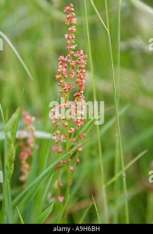 Comune Sorrel, rumex acetosa, Polygonaceae Foto Stock