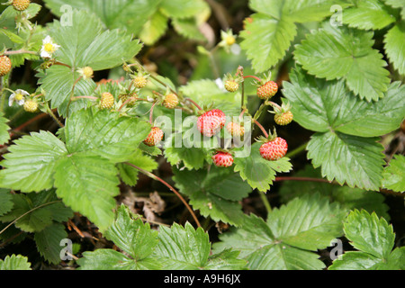 Alpina selvaggia frutta fragola, Fragaria vesca, Rosacee Foto Stock