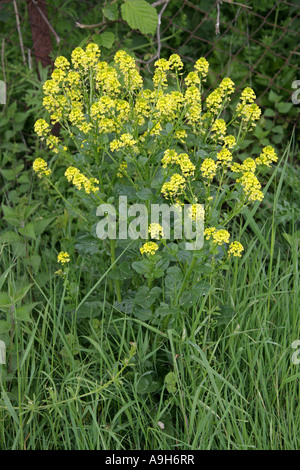 Wintercress comune, Barbarea vulgaris, Brassicaceae (Cruciferae), noto anche come razzo giallo. Foto Stock