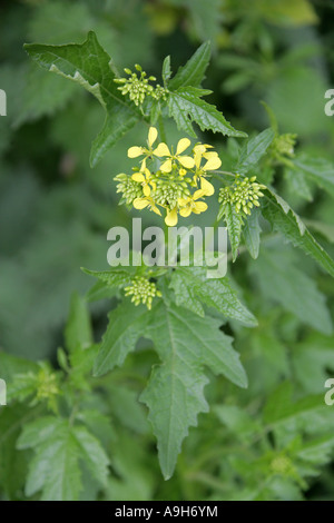 Senape bianca, Sinapis alba, Brassicaceae Foto Stock