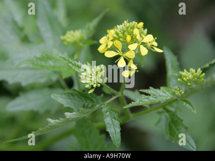 Senape bianca, Sinapis alba, Brassicaceae Foto Stock