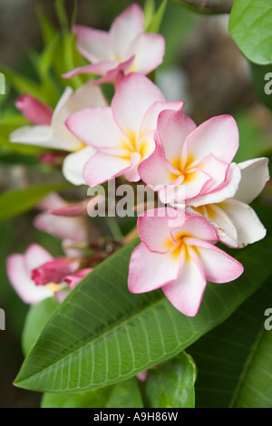 Fiori di frangipani Foto Stock