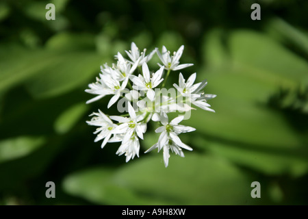 Fiori bianchi di Ramsons o pianta di aglio selvatico, Allium ursinum Foto Stock