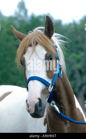 Lewitzer Schecke pony (Equus przewalskii f. caballus), ritratto Foto Stock