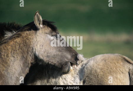 Cavalli Konik (Equus przewalskii f. caballus), toelettatura Foto Stock