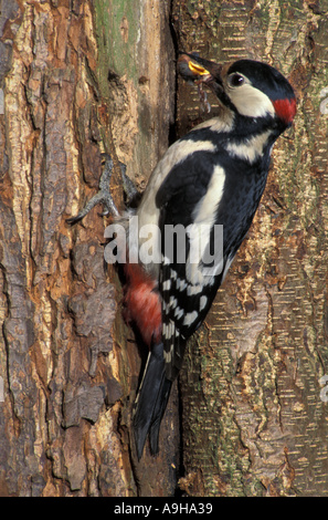 Picchio Rosso Dendrocopus major con cibo per pulcino Foto Stock