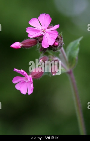 Red Campion Silene dioica Caryophyllaceae Foto Stock