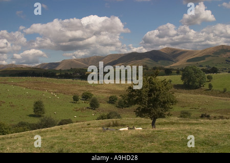 Paesaggio di Howgill Fells in Pennines con due pecore seduta faccia a faccia sotto agli alberi in primo piano Yorkshire Inghilterra Foto Stock