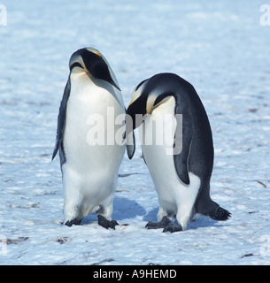 Pinguini imperatore (Aptenodytes forsteri), saluto ogni altro Antartide Foto Stock