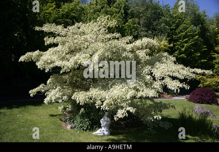 Cornus controversa variegata Torta di Nozze Albero Giardino Nazionale al centro esposizioni Foto Stock