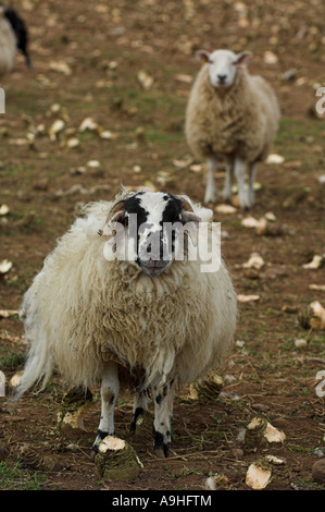 Agnelli da ingrasso su raccolti di radice Foto Stock