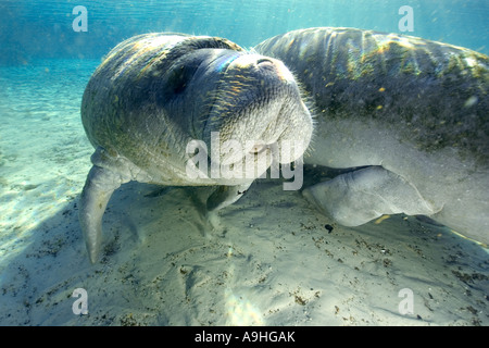 Florida manatee Trichechus manatus latirostris Crystal River Florida USA Foto Stock